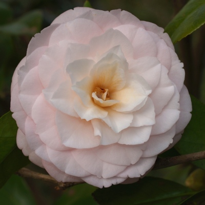 Lady Hume's Blush